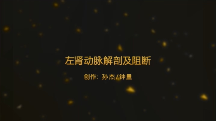 左肾动脉解剖及阻断