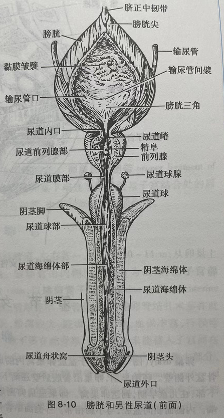 1669009449711776.png 640 (2).png