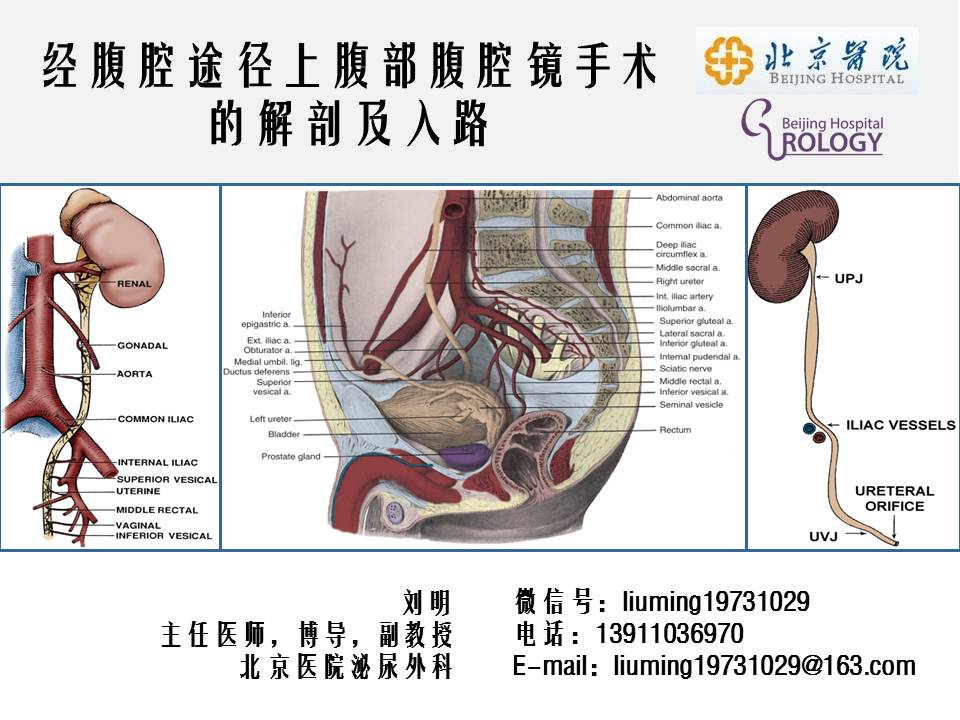 第41期 刘明教授  经腹腔途径上腹部腔镜手术解剖及入路